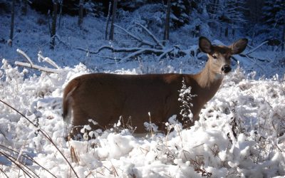 Deux personnes transportées  à l&rsquo;hôpital après une collision avec un chevreuil