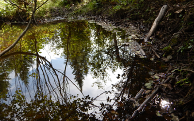 Les MRC de l&rsquo;Estrie et la Ville de Sherbrooke collaborent pour la conservation des milieux humides et hydriques