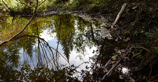 Les MRC de l’Estrie et la Ville de Sherbrooke collaborent pour la conservation des milieux humides et hydriques