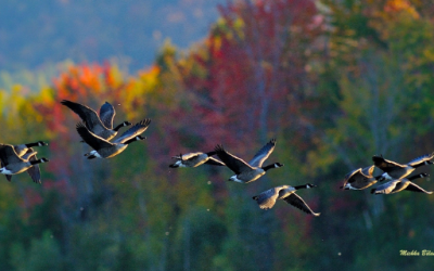 Entrevue avec Benjamin Laramée, 20e édition du Festival des oiseaux migrateurs de Danville