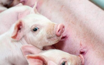 La Ferme Équiporc de St-Camille aussi confrontée aux défis qu&rsquo;entraîne la pandémie