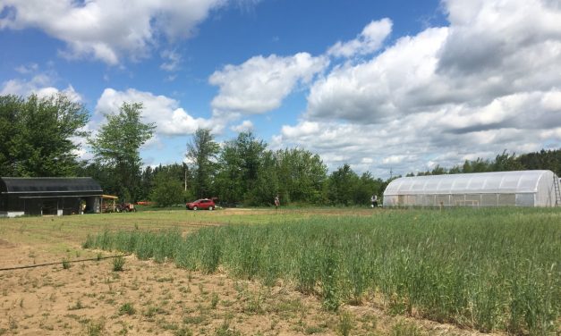 Plus de 714 000 $ pour des projets de recherche au Centre d’innovation en agriculture du Cégep de Victoriaville