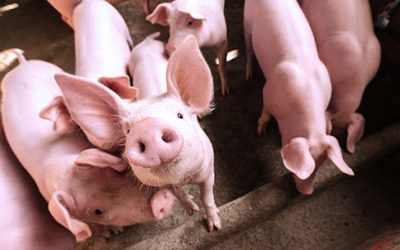 Positionner le Canada sur le marché mondial du porc