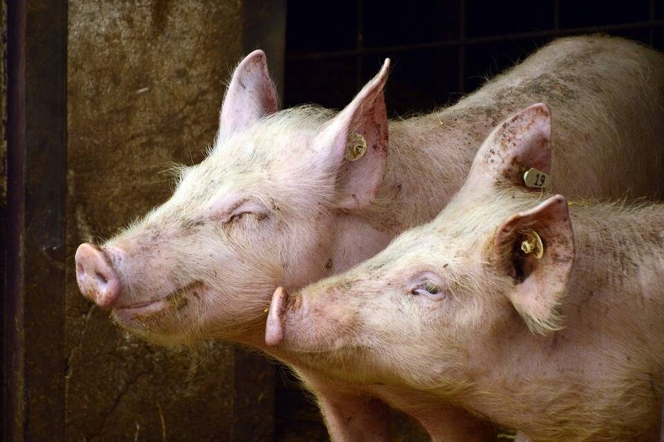 L’intervention du ministre Jean Boulet réclamée par les éleveurs afin d’éviter l’abattage de milliers de porcs