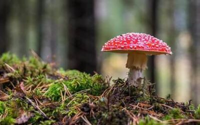 La MRC des Sources, première au Québec à adhérer au Fonds des municipalités pour la biodiversité