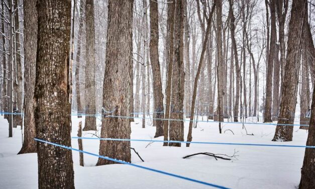 Des millions d&rsquo;entailles nécessaires d&rsquo;ici 60 ans et une approche qui respecte le capital des érablières demandée par les producteurs acéricoles