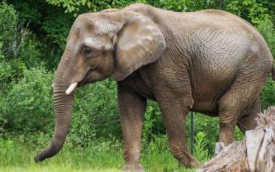 Une nouvelle vie pour les boyaux du service incendie de Warwick au Zoo de Granby
