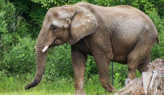 Une nouvelle vie pour les boyaux du service incendie de Warwick au Zoo de Granby