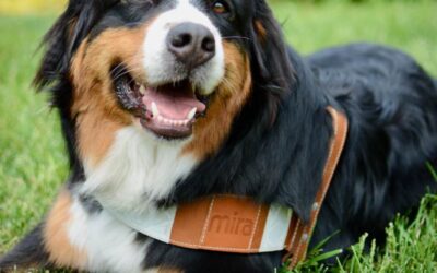 La DPJ de l’Estrie compte sur un nouveau chien d’assistance