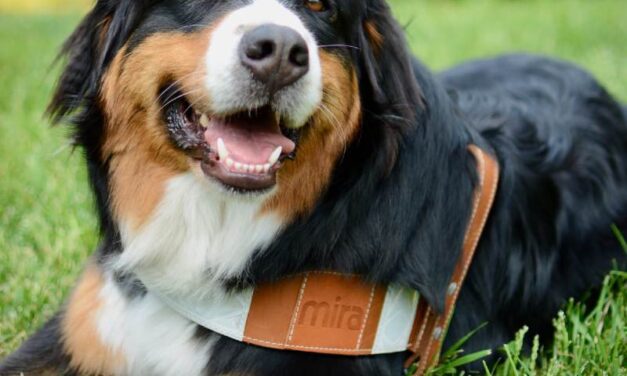 La DPJ de l&rsquo;Estrie compte sur un nouveau chien d&rsquo;assistance