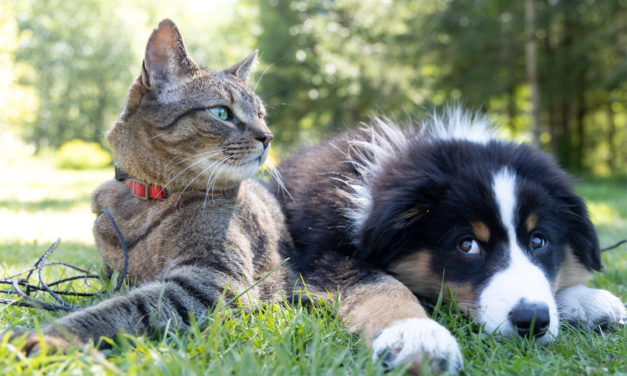 Les animaux de compagnie populaires au Québec