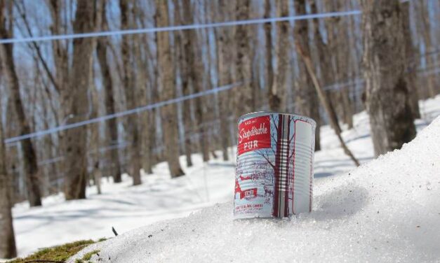 Lancement de la saison des sucres avec l’ajout de plusieurs entailles