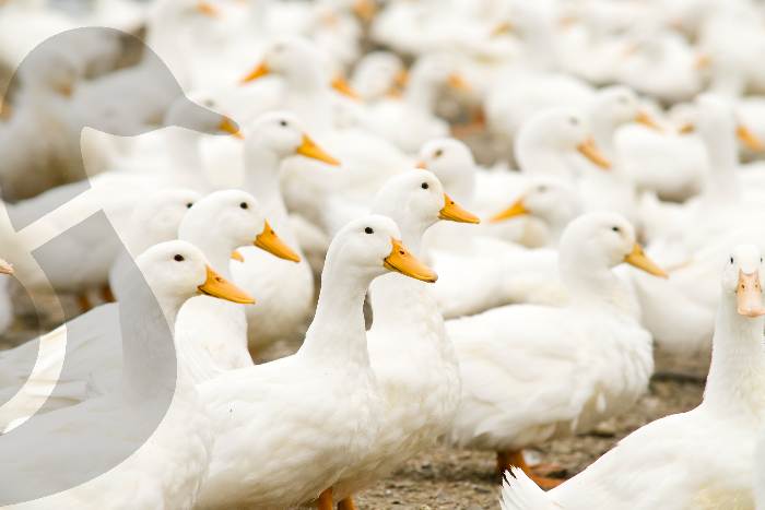 Grippe aviaire chez Canards du Lac Brome: des démarches faites à plusieurs niveaux