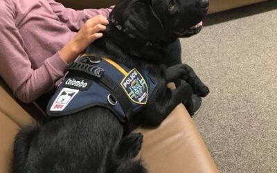 Colombo prend sa retraite après 7 mois de service