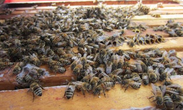 Une aide de 12 millions $ demandée pour les apiculteurs
