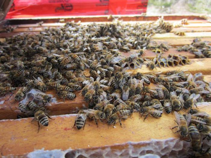 Une aide de 12 millions $ demandée pour les apiculteurs