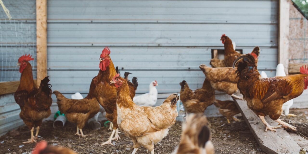Des cas de grippe aviaire détectés à Sherbrooke