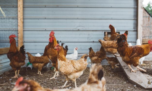 Des cas de grippe aviaire détectés à Sherbrooke