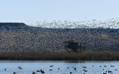 Départ pour le festival des oiseaux migrateurs de Danville