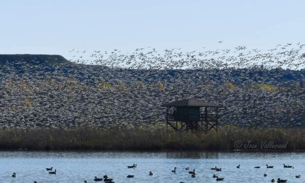 Départ pour le festival des oiseaux migrateurs de Danville