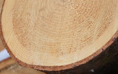 Les propriétaires forestiers s’unissent pour une mise en marché collective