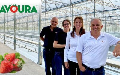 3 millions $ investis par Savoura à Danville pour la production de fraises en serre