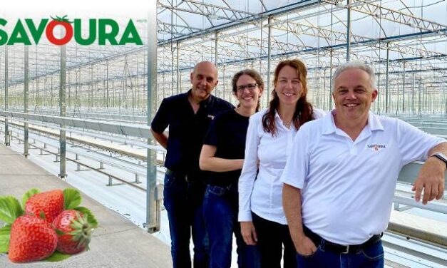 3 millions $ investis par Savoura à Danville pour la production de fraises en serre