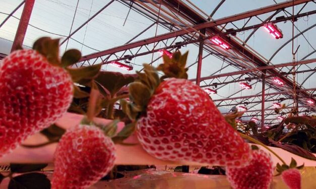 Un projet d’éclairage intelligent aux serres Savoura de Danville