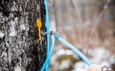 La saison des sucres officiellement lancée à Plessisville