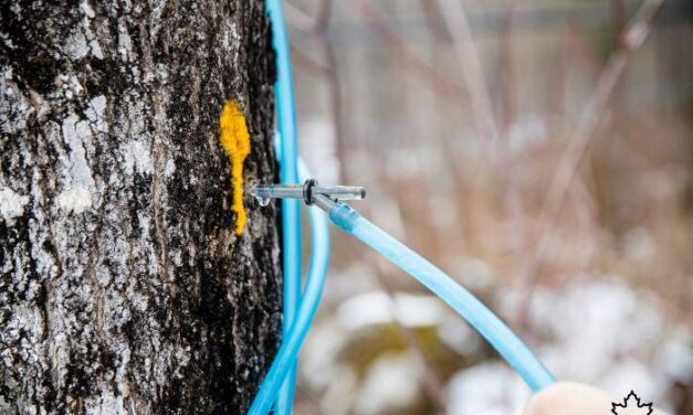 La saison des sucres officiellement lancée à Plessisville