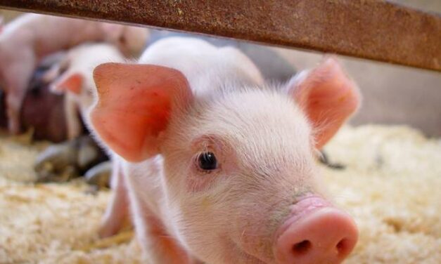Entrevue avec Sébastien Pagé, président des Éleveurs de porcs de l’Estrie
