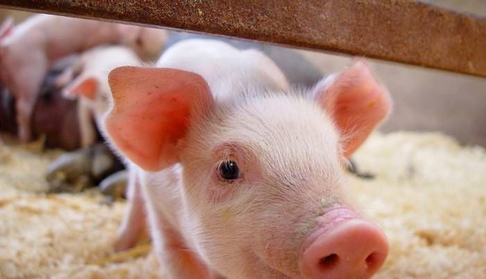 Nouvelle convention de mise en marché des porcs au Québec