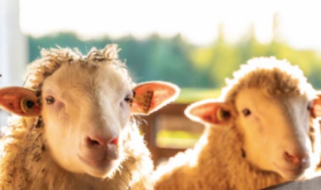 Rencontre avec les moutons dans le Val-Saint-François