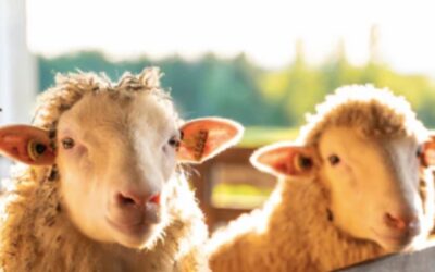 Rencontre avec les moutons dans le Val-Saint-François