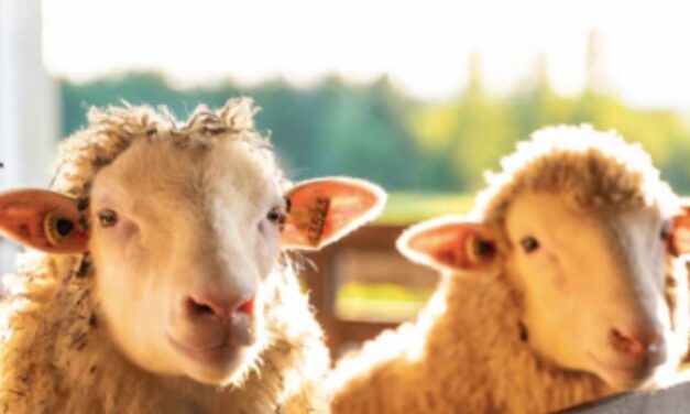 Rencontre avec les moutons dans le Val-Saint-François