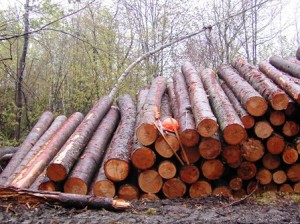 Entrevue avec André Roy, demande de révision sur le règlement d’abattage d’arbre dans la MRC des Sources