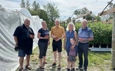 Une production de framboises hors-sol à Saint-Adrien