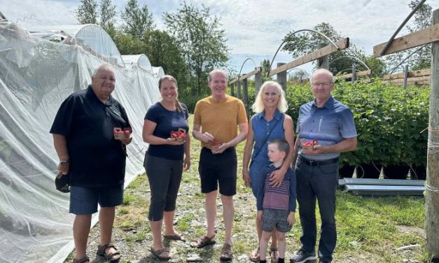 Une production de framboises hors-sol à Saint-Adrien