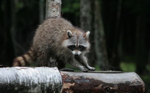 Rage du raton laveur : interdiction de transport d’animaux