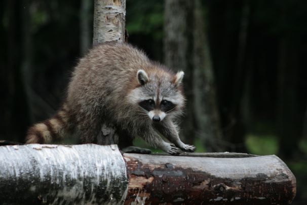 Rage du raton laveur : interdiction de transport d’animaux