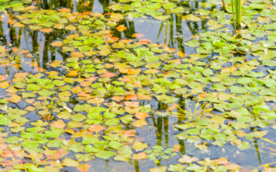 Une stratégie régionale face aux espèces aquatiques envahissantes en Estrie