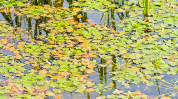 Une stratégie régionale face aux espèces aquatiques envahissantes en Estrie