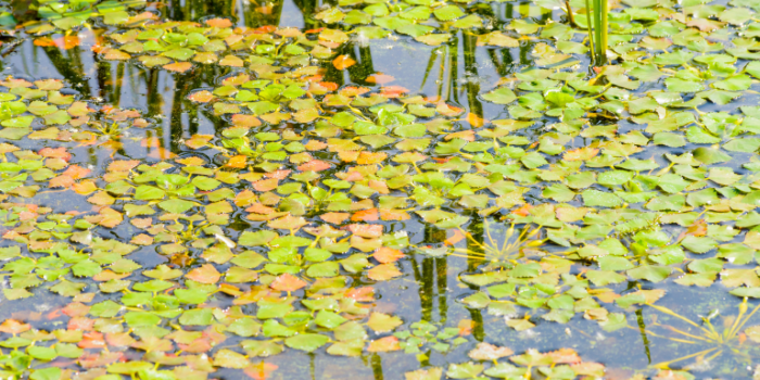 Une stratégie régionale face aux espèces aquatiques envahissantes en Estrie